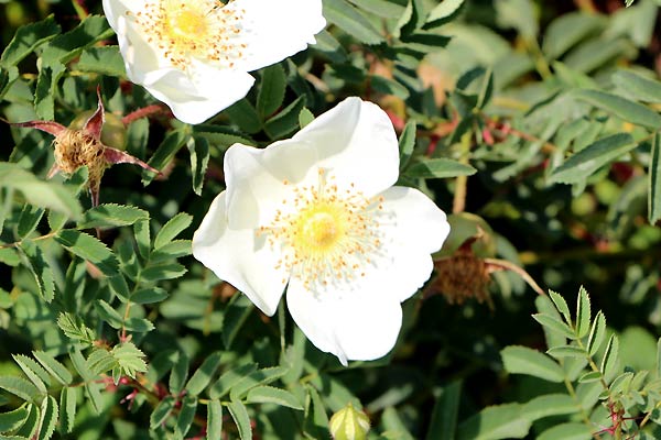 rosa-pinpinellifolia